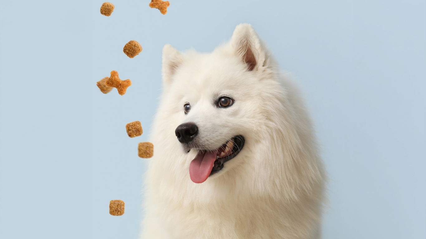 elegir pienso para perro segun edad