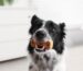 snacks para perros