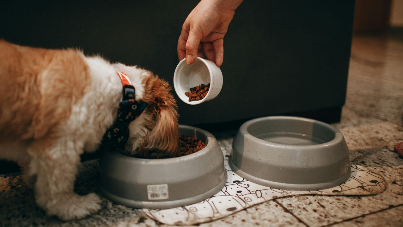 perrito pequeño comiendo pienso