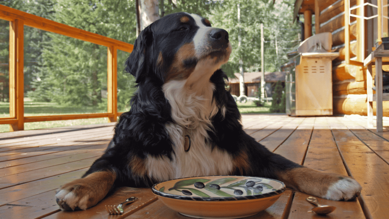 escoger pienso para perror, perro senior negro con blanco y marron esperando su pienso