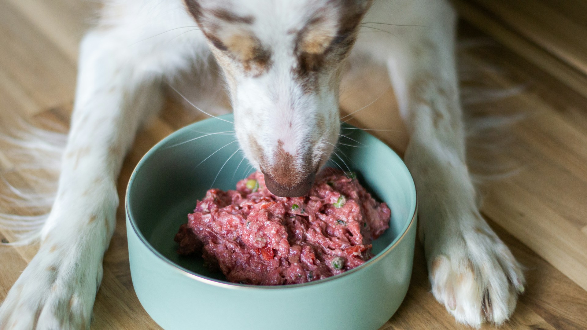 Perro comiendo una ración de dieta BARF con carne fresca y verduras en un cuenco