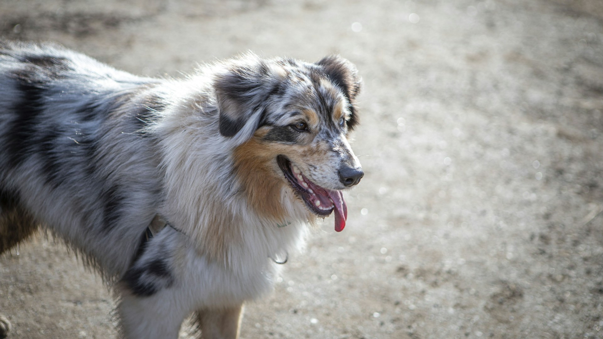 Perro jadeando con la lengua fuera a la sombra durante un día de calor en verano