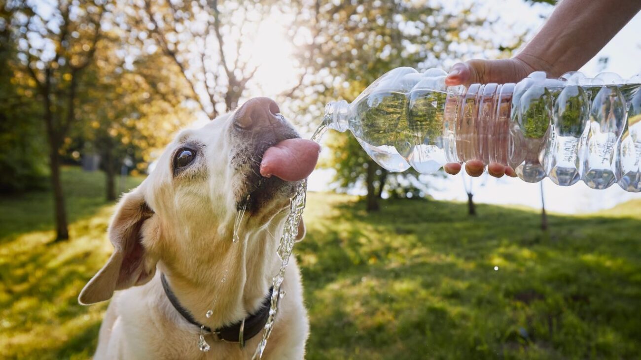 Perro bebiendo agua fresca durante un paseo para prevenir el golpe de calor y la deshidratación en verano.