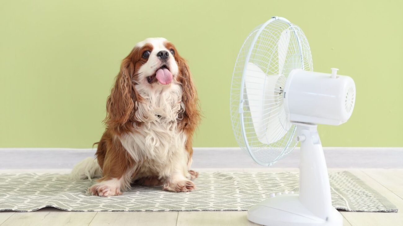 Perro descansando frente a un ventilador para refrescarse y prevenir un golpe de calor durante el verano.