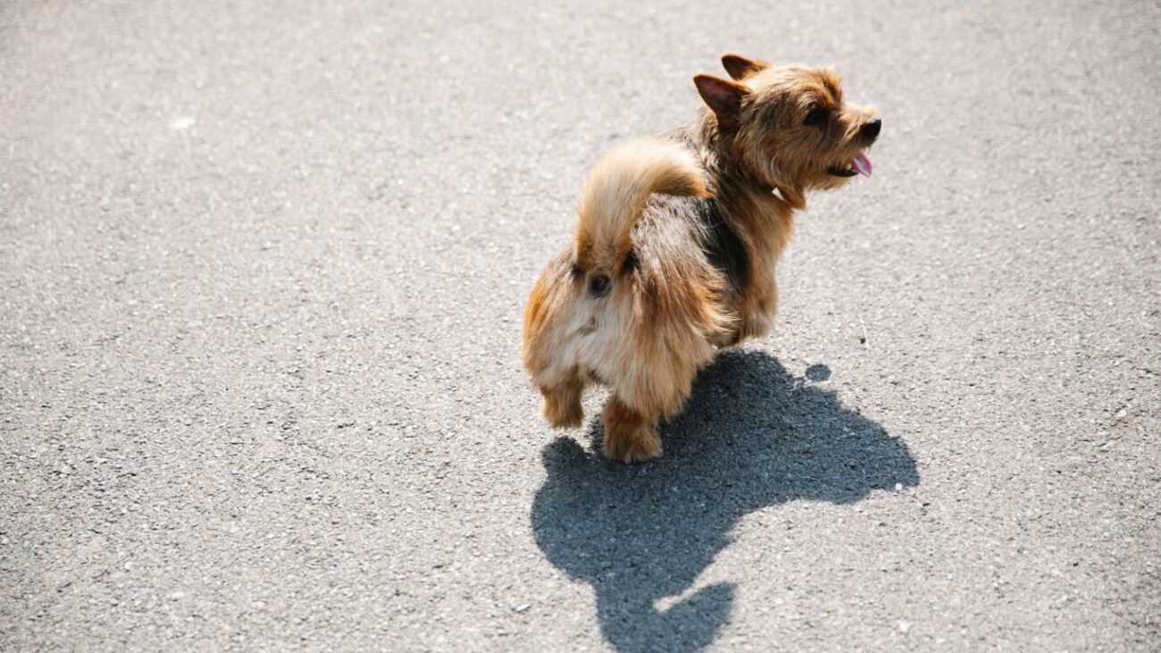 Perro caminando bajo altas temperaturas en asfalto